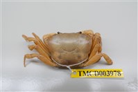 藏品(雙色澤蟹)的圖片